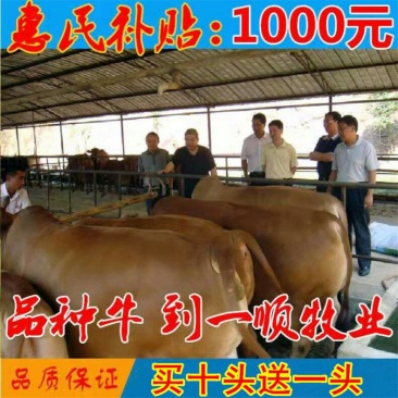 湘西黄牛品种优良品质保障提供技术免费运输