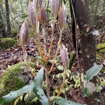老鹰茶种苗，白茶苗，野生现挖老鹰茶种苗