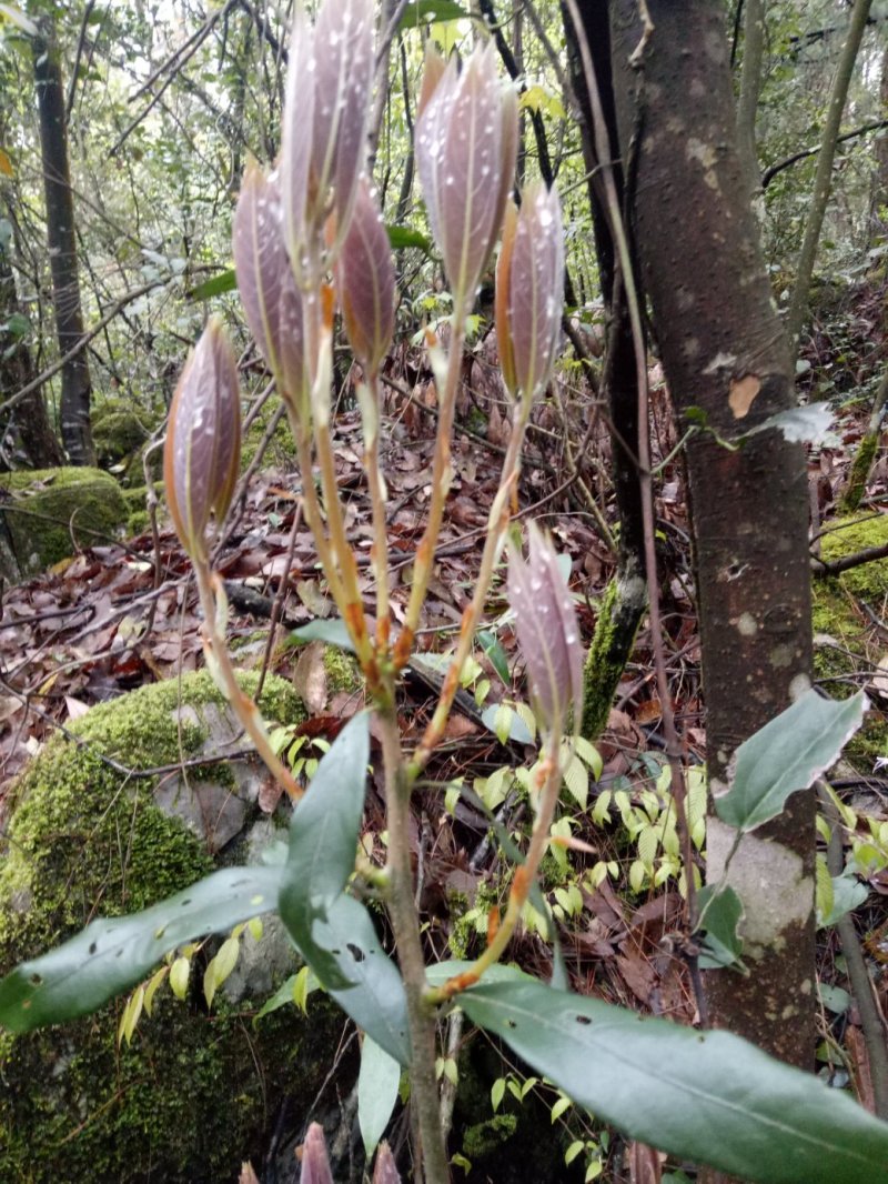 老鹰茶种苗，白茶苗，野生现挖老鹰茶种苗
