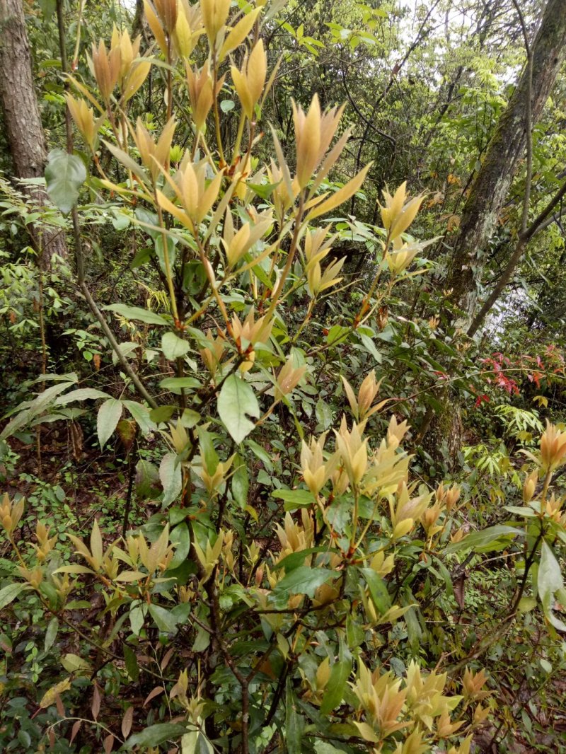 老鹰茶种苗，白茶苗，野生现挖老鹰茶种苗