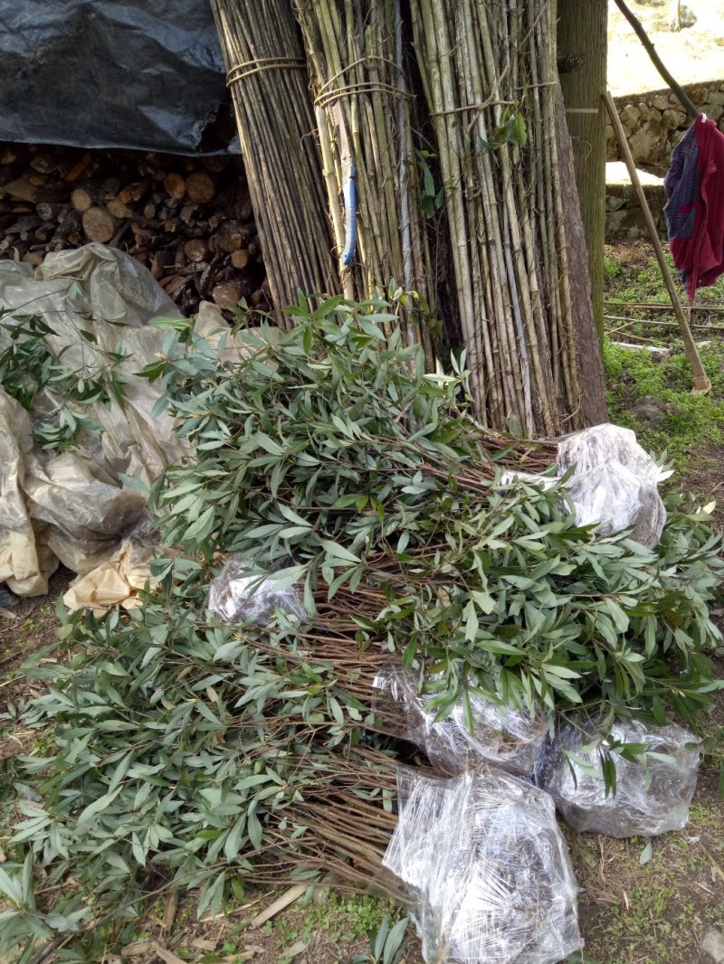 老鹰茶种苗，白茶苗，野生现挖老鹰茶种苗