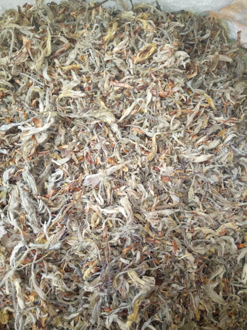 老鹰茶种苗，白茶苗，野生现挖老鹰茶种苗
