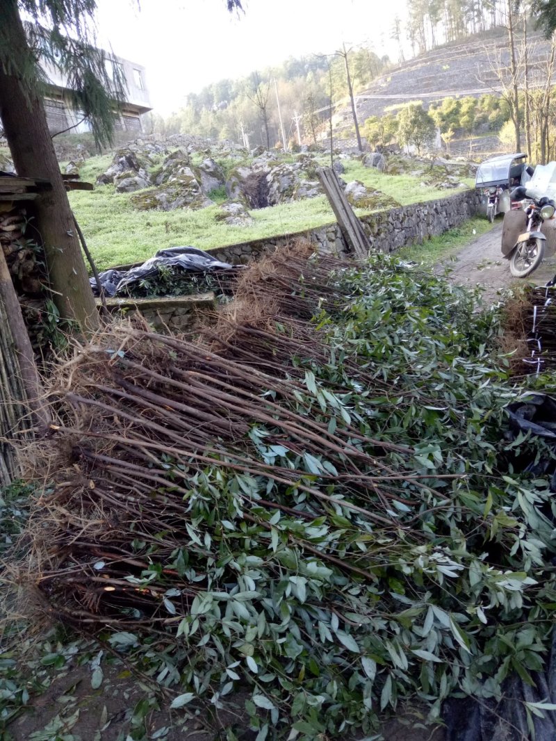 老鹰茶种苗，白茶苗，野生现挖老鹰茶种苗