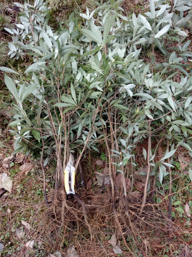 老鹰茶种苗，白茶苗，野生现挖老鹰茶种苗