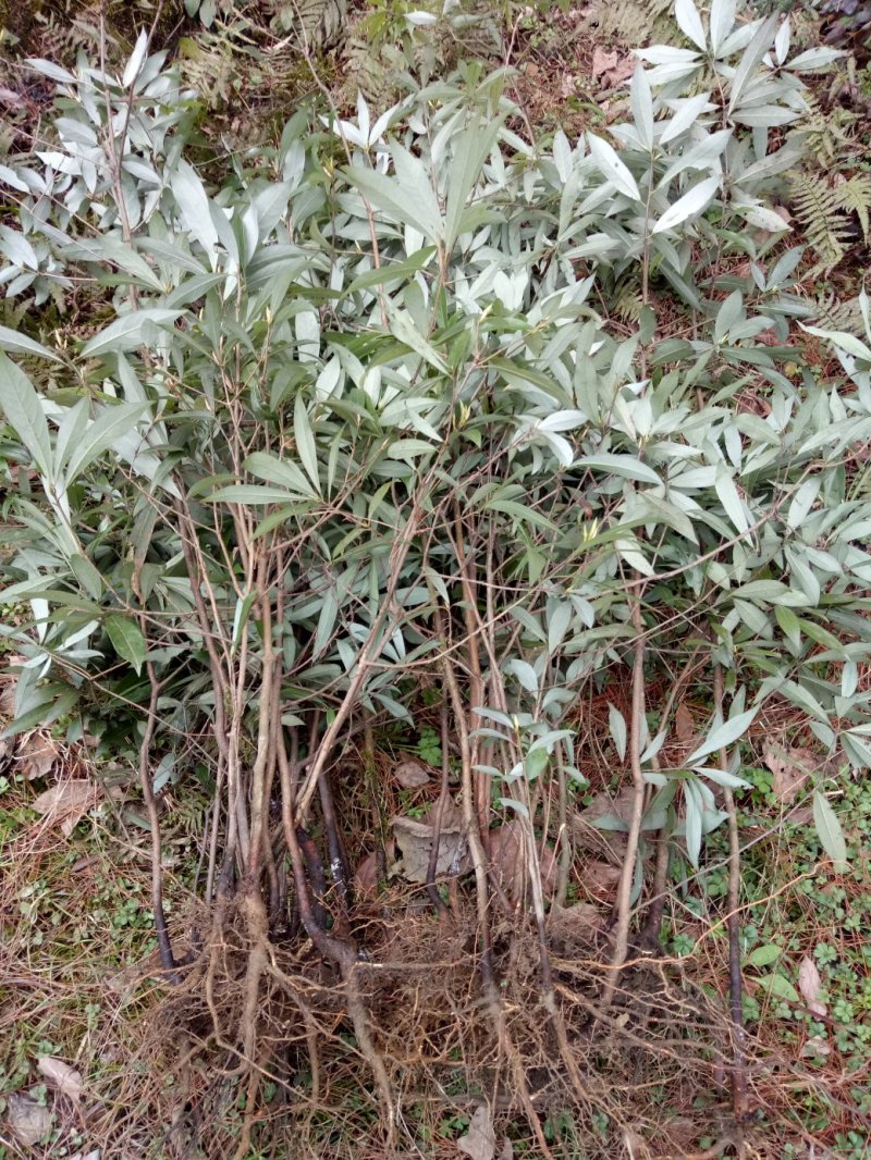 老鹰茶种苗，白茶苗，野生现挖老鹰茶种苗