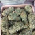 鸡骨草
