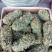 鸡骨草