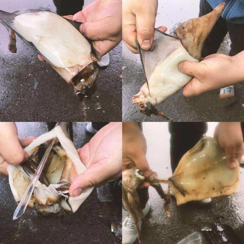 海水大鱿鱼