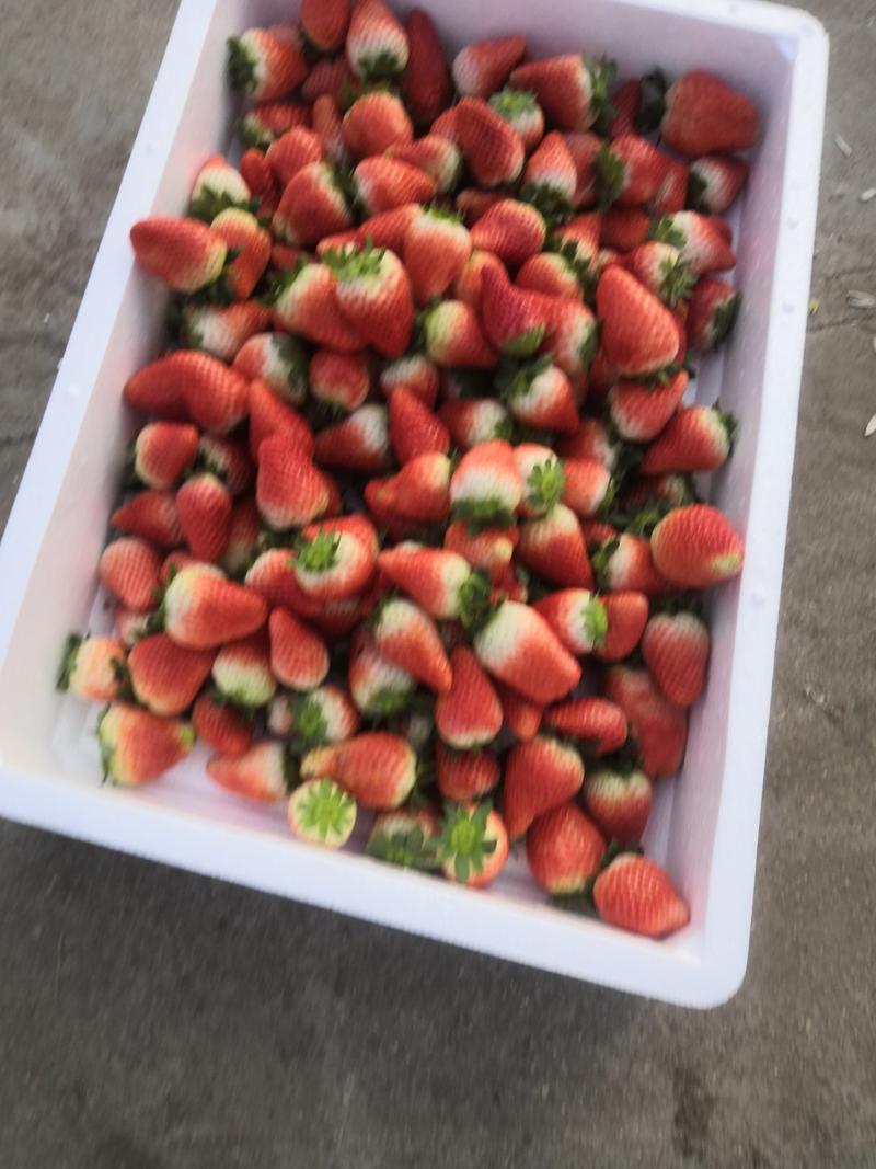 妙香草莓现已上市打量批发
