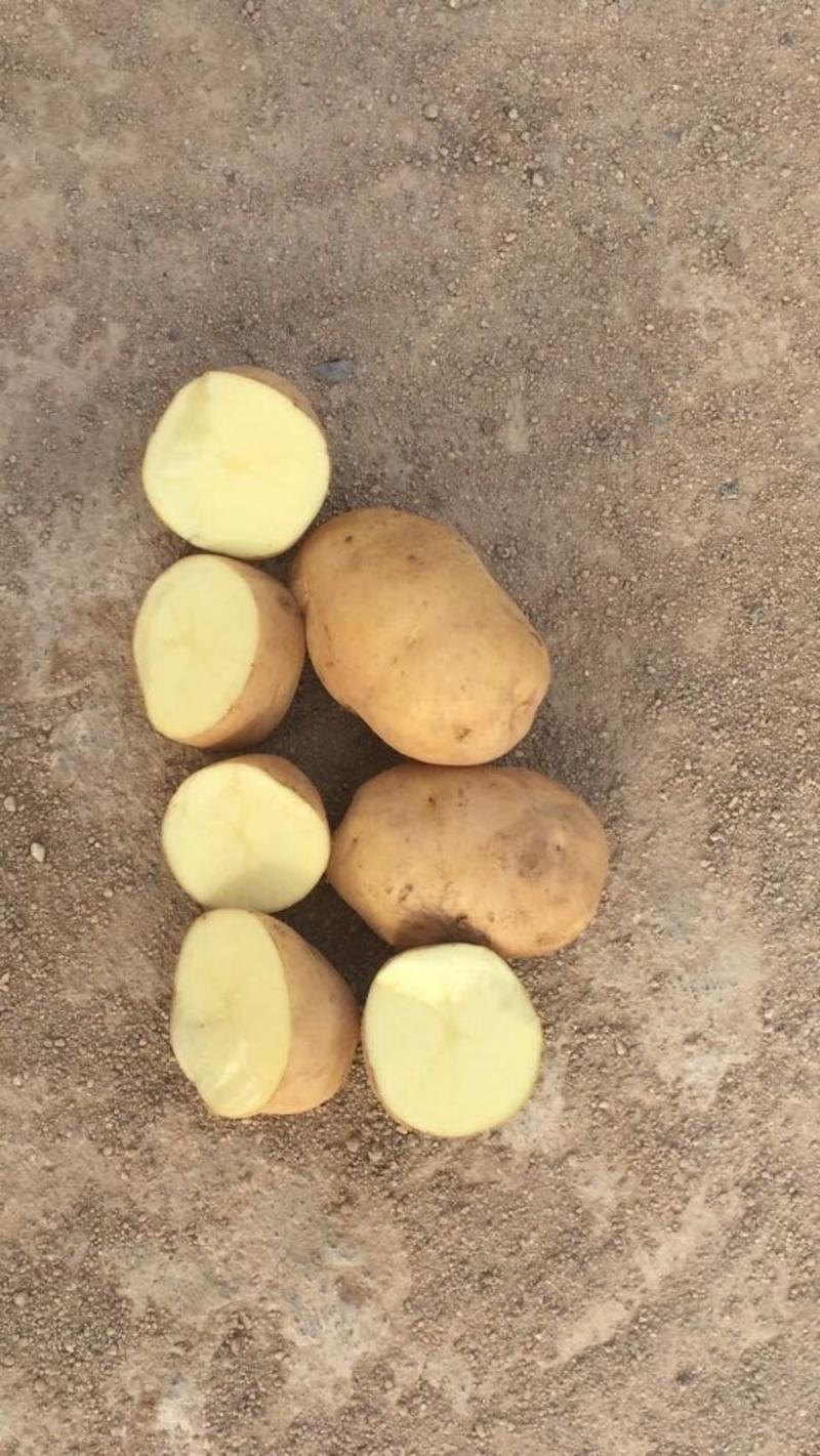 荷兰十五土豆，新土豆冷库土豆，三模鲜土豆，二模土豆