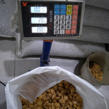开口杏核，中龙，小龙，金豆，特金豆，特小金豆