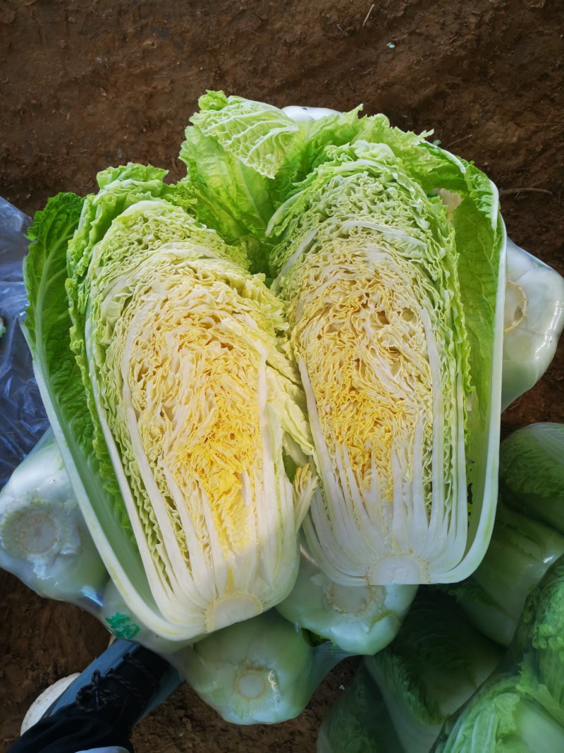 北京新三号白菜大量供应中