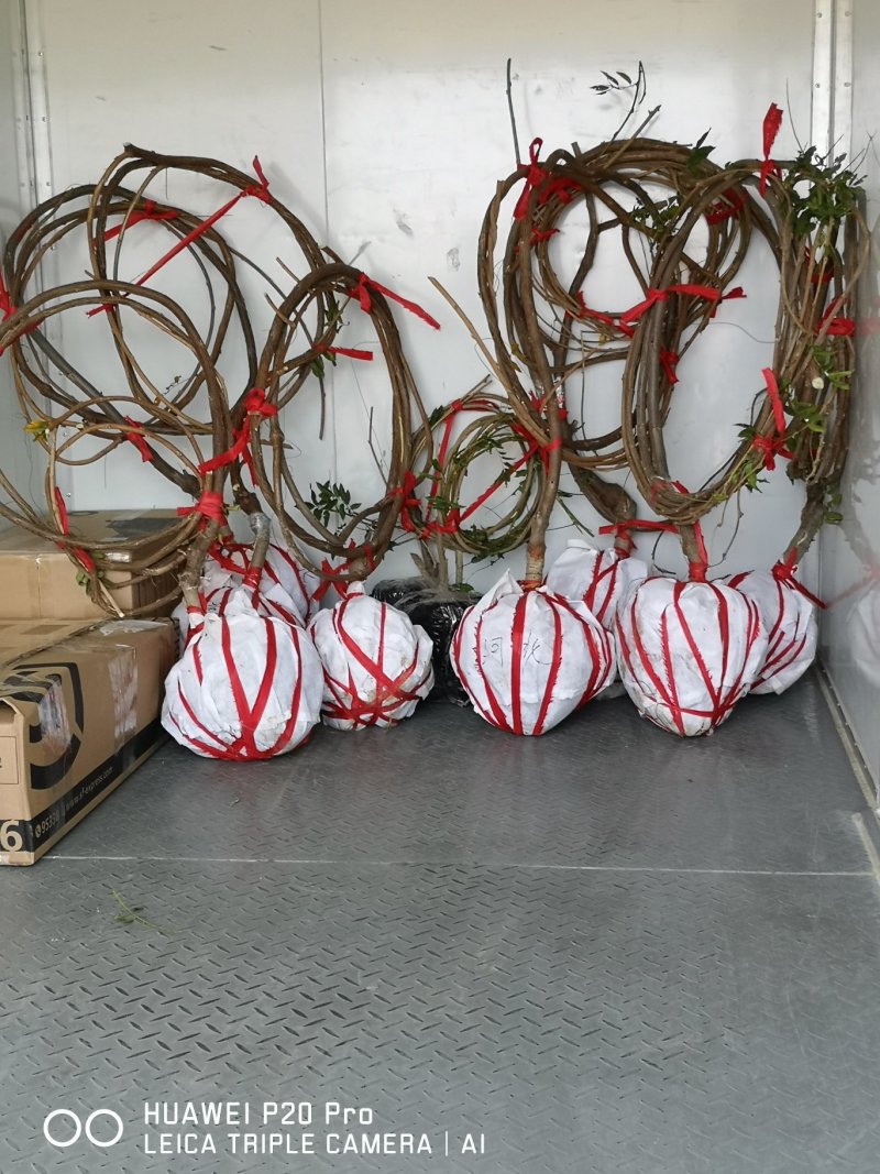 长穗多花紫藤，350亩基地直发，假一赔十，
