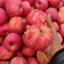 商超优选，洛川苹果450万斤，红富士苹果200万斤价格，