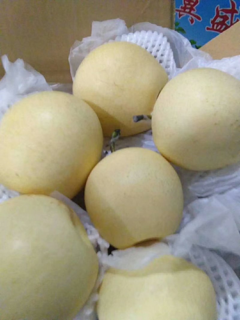 产地直发皇冠梨，各种型号，货源充足，欢迎新老客客商