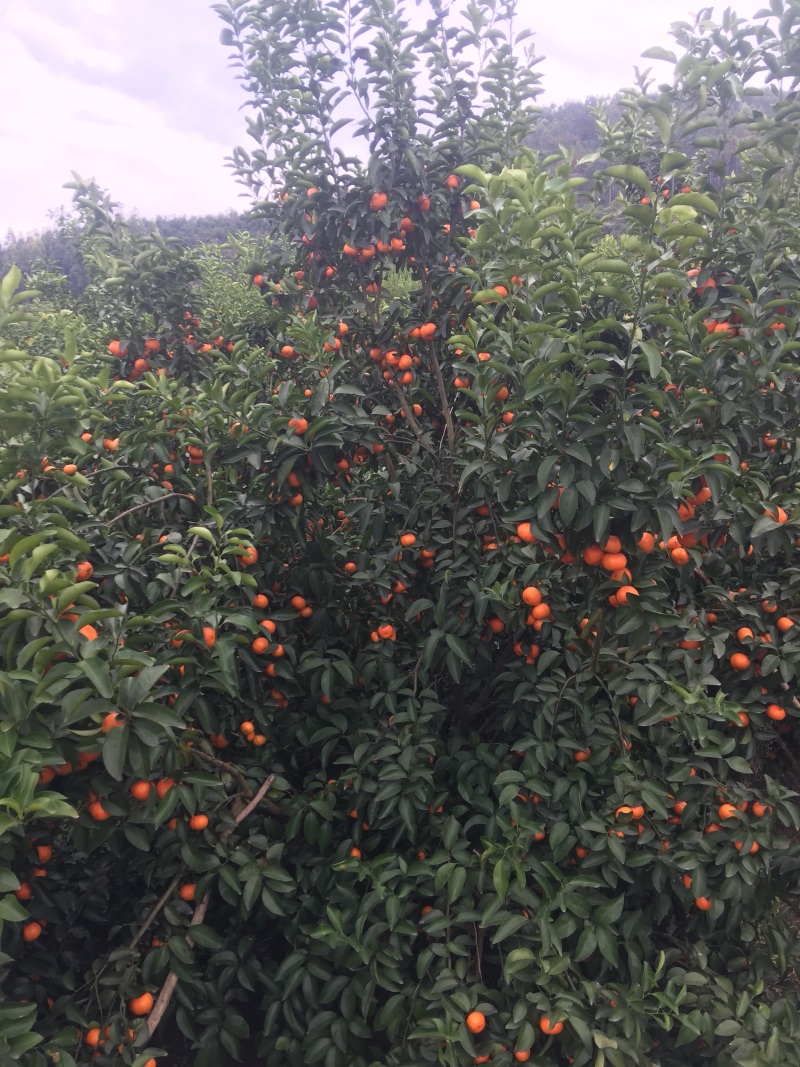 精品百万斤沃柑砂糖橘主产全红准备上市，有市场走量的开始咯