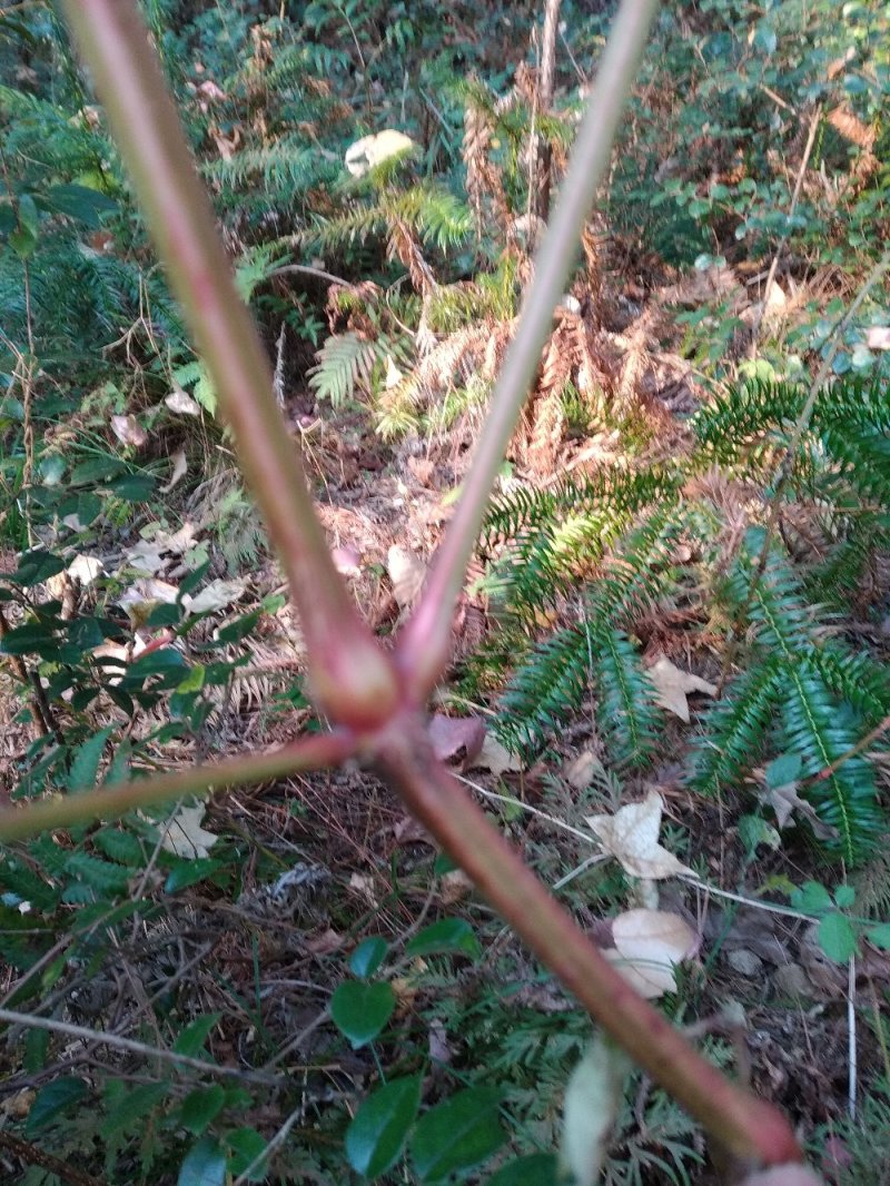 牛膝野生干货条无硫