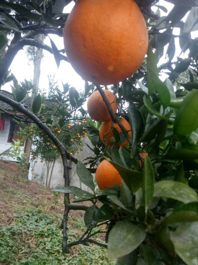 四川脐橙当地主打产品！本地种植柑橘多年是有名的柑橘之乡！