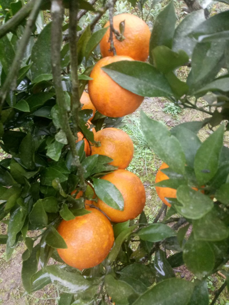 四川脐橙当地主打产品！本地种植柑橘多年是有名的柑橘之乡！