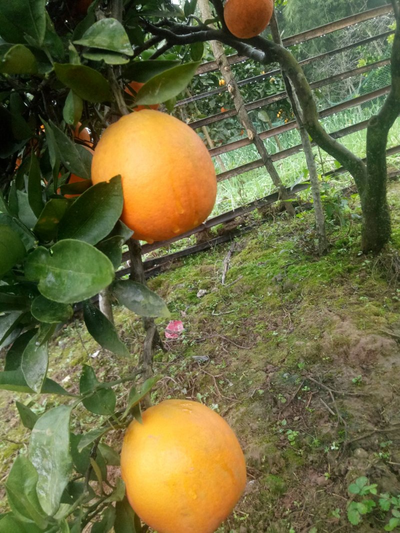 四川脐橙当地主打产品！本地种植柑橘多年是有名的柑橘之乡！