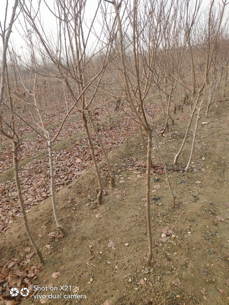 珍珠油杏树苗凯特杏金太阳红杏树苗基地直销