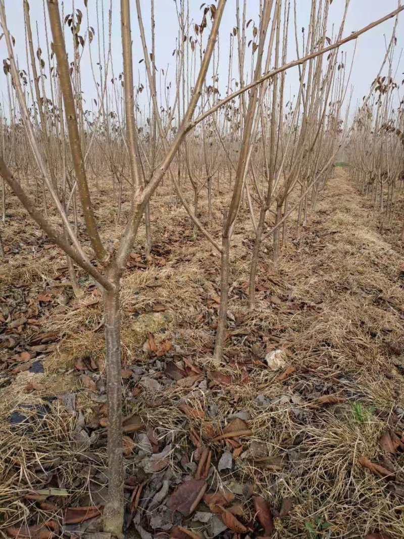 珍珠油杏树苗凯特杏金太阳红杏树苗基地直销