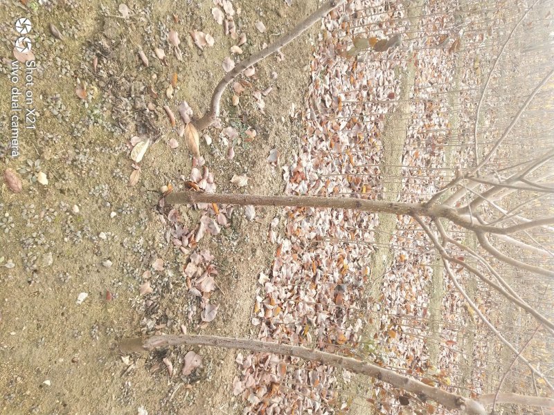 珍珠油杏树苗凯特杏金太阳红杏树苗基地直销