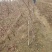 珍珠油杏树苗凯特杏金太阳红杏树苗基地直销