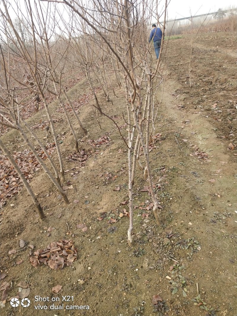 珍珠油杏树苗凯特杏金太阳红杏树苗基地直销
