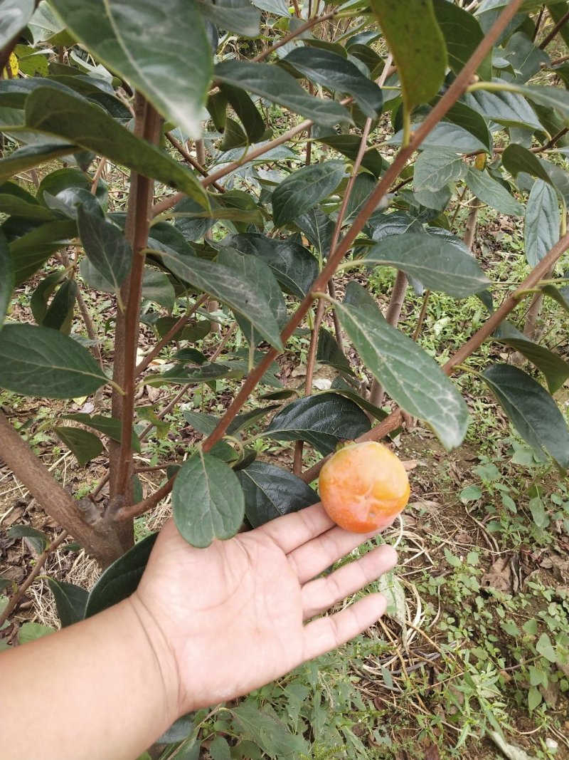 批发甜柿子树苗水果柿子苗磨盘柿子苗价格优惠