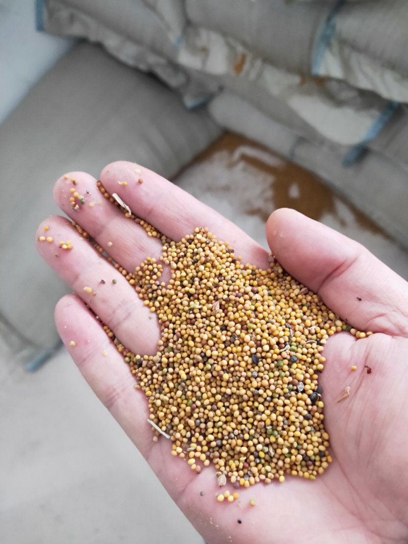 2026年黄菜籽油色好！。丁旗过牛河菜籽交易中心
