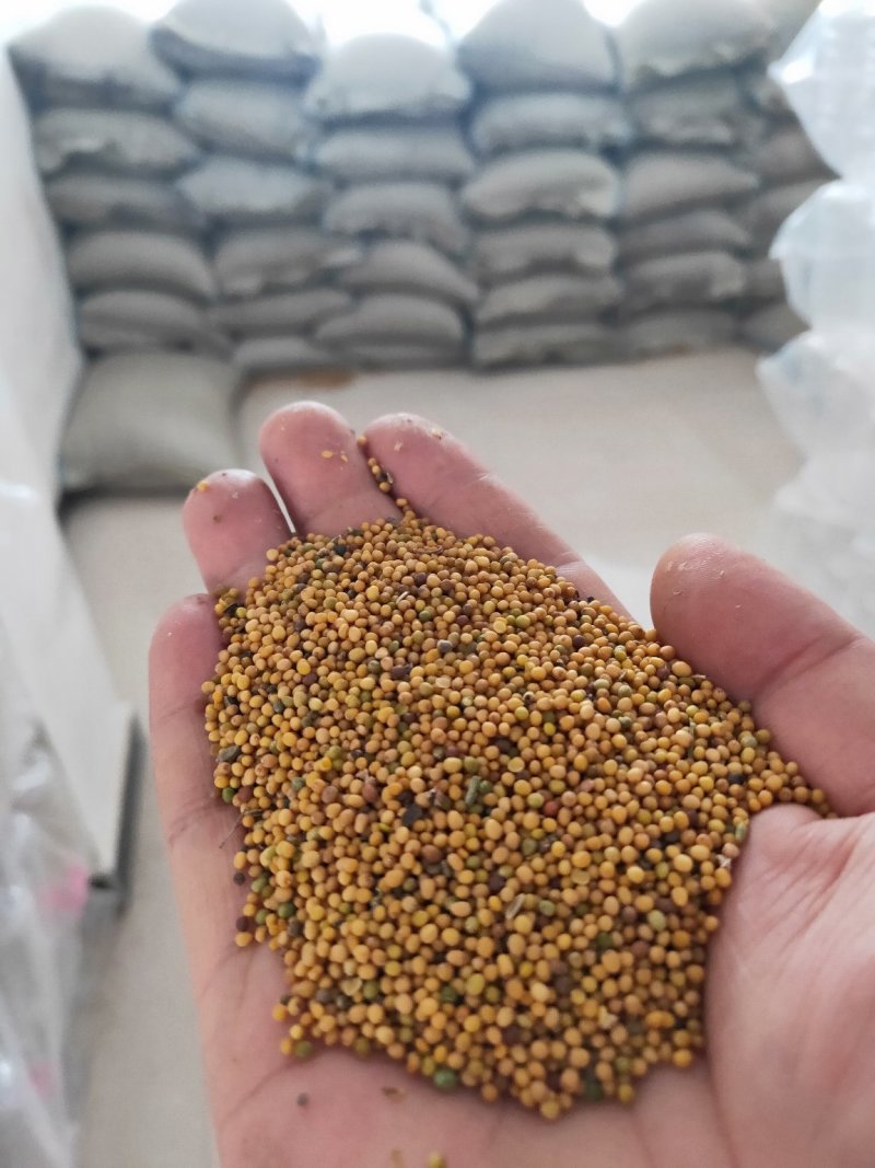 2026年黄菜籽油色好！。丁旗过牛河菜籽交易中心