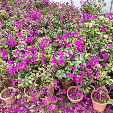 三角梅，光叶子花，小叶九重葛，成都三角梅价格，三角梅批发