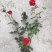 月季花，丰花月季，聚花月季，四川月季价格，成都月季批发