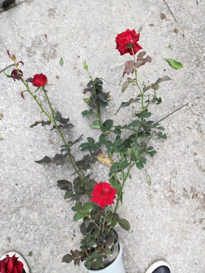 月季花，丰花月季，聚花月季，四川月季价格，成都月季批发