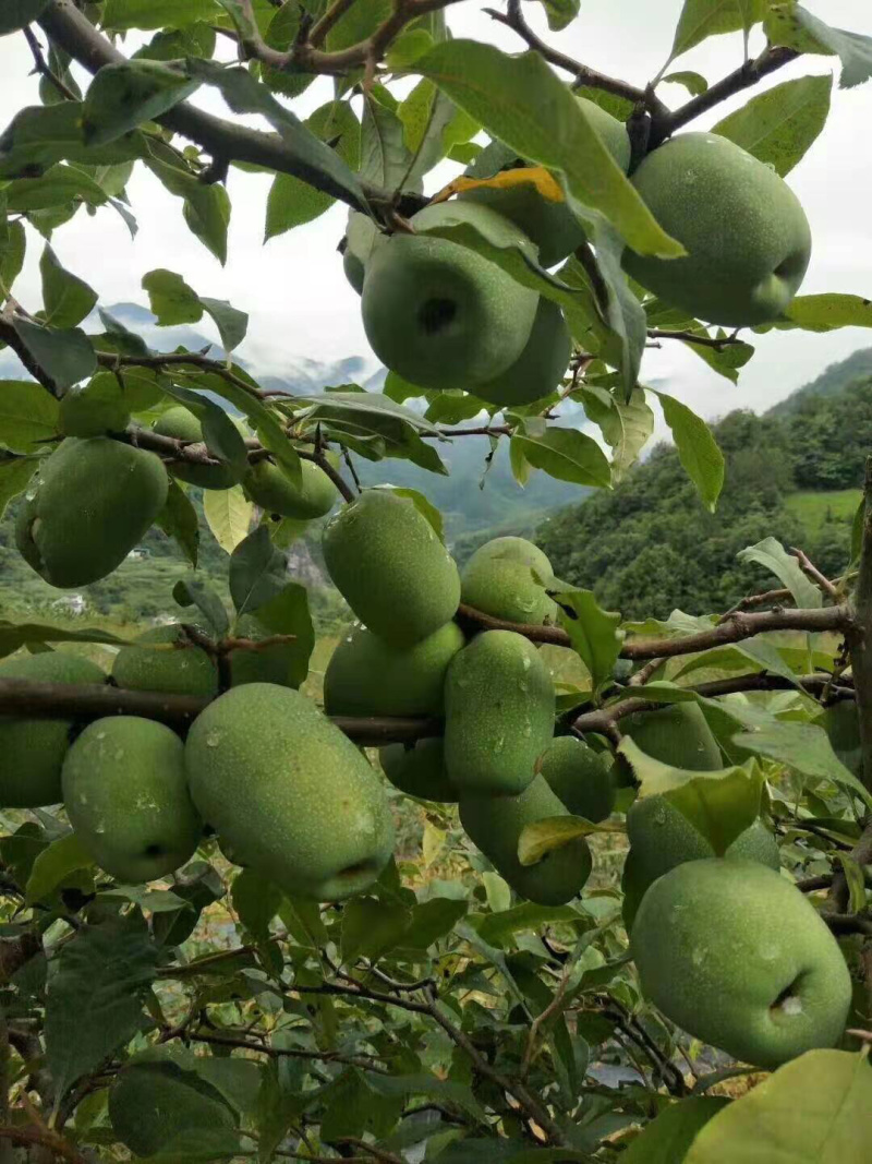 木瓜苗子，皱皮木瓜苗子免费技术指导，成活率90%一件代发