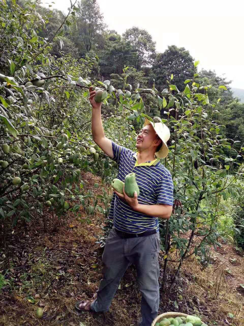 木瓜苗子，皱皮木瓜苗子免费技术指导，成活率90%一件代发