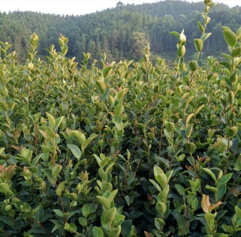 江西长林高产嫁接油茶苗茶子树大杯苗南方种植油茶树苗当年结