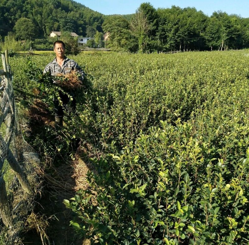 江西长林高产嫁接油茶苗茶子树大杯苗南方种植油茶树苗当年结