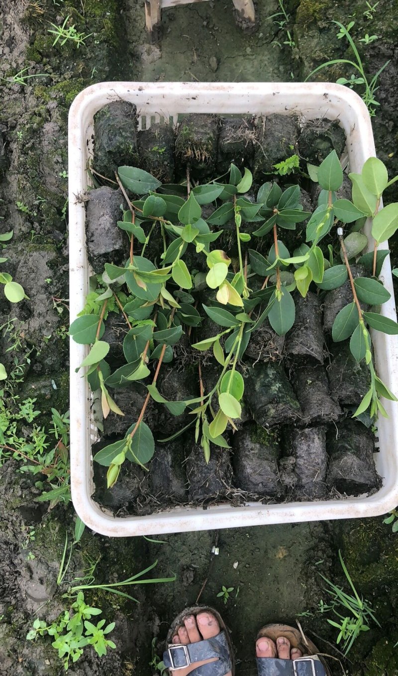 江西长林高产嫁接油茶苗茶子树大杯苗南方种植油茶树苗当年结