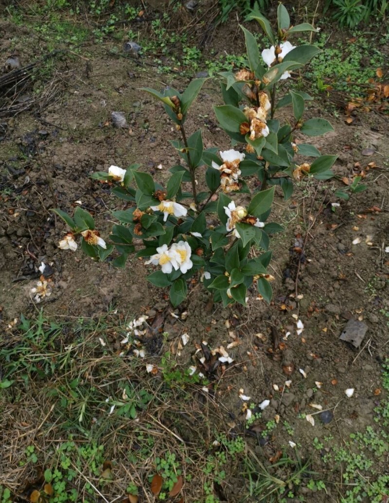 江西长林高产嫁接油茶苗茶子树大杯苗南方种植油茶树苗当年结
