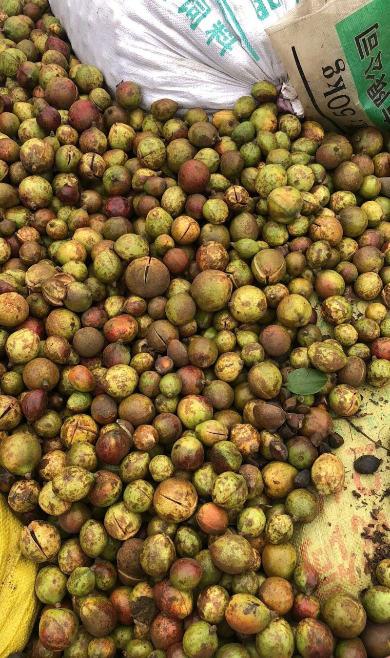 江西长林高产嫁接油茶苗茶子树大杯苗南方种植油茶树苗当年结