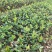 江西长林高产嫁接油茶苗茶子树大杯苗南方种植油茶树苗当年结