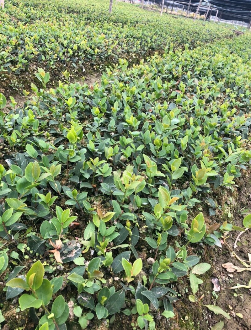 江西长林高产嫁接油茶苗茶子树大杯苗南方种植油茶树苗当年结