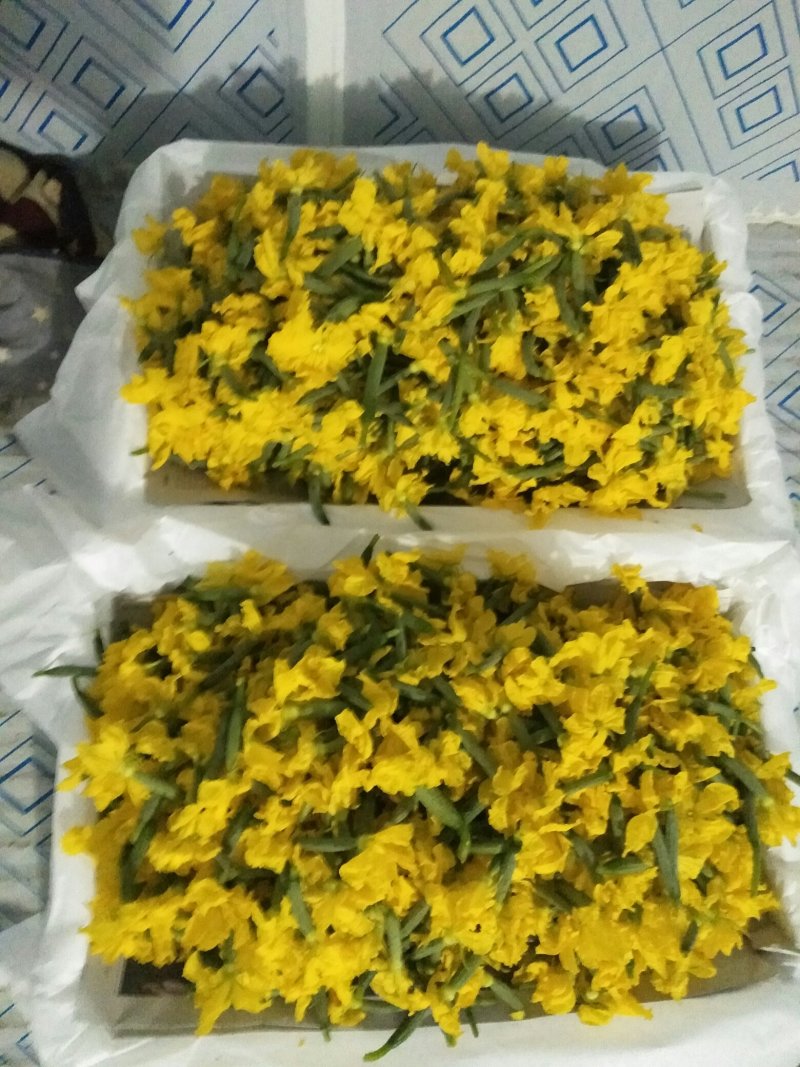 精品小黄瓜花