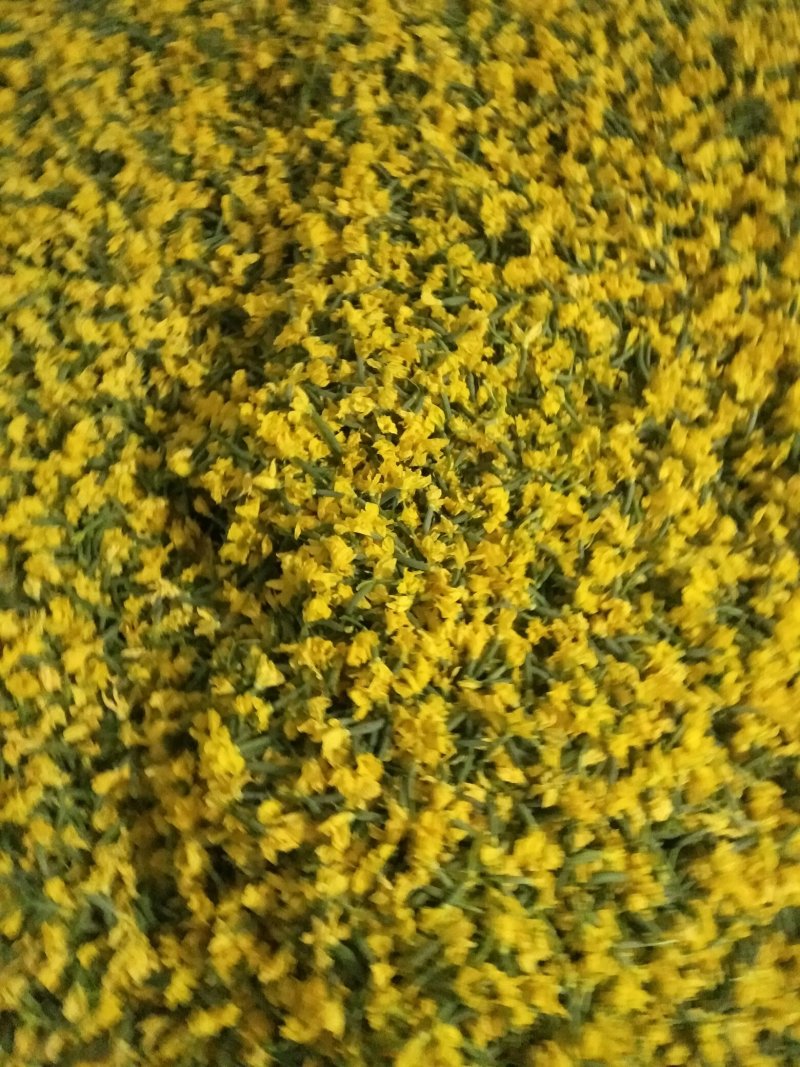 精品小黄瓜花
