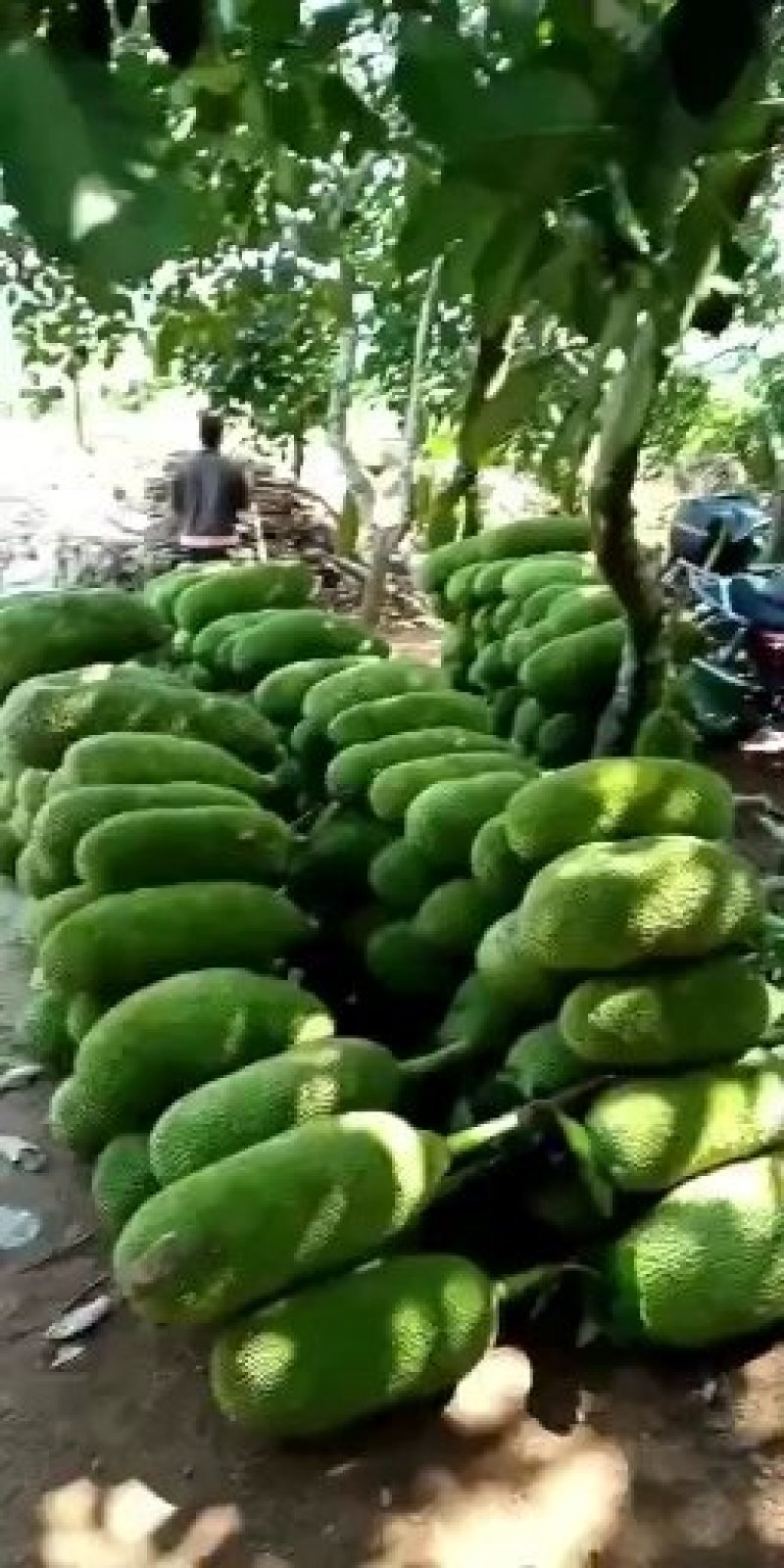 海南三亚菠萝蜜黄肉菠萝蜜果园采摘常年代办