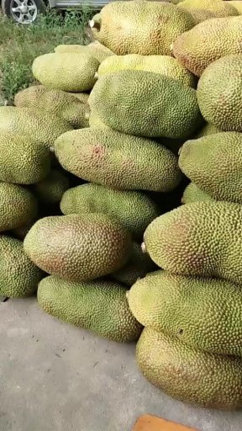 海南三亚菠萝蜜黄肉菠萝蜜果园采摘常年代办