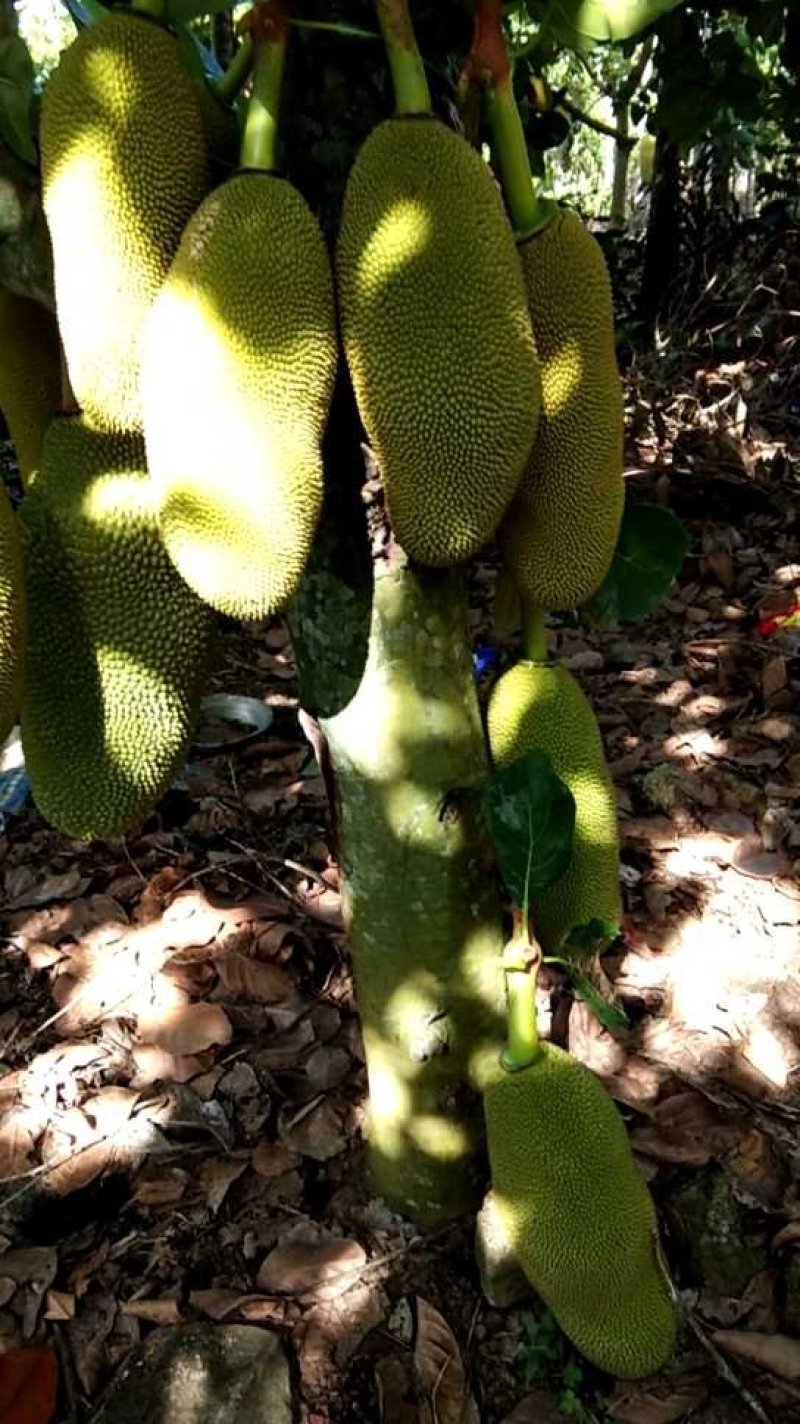 海南三亚菠萝蜜黄肉菠萝蜜果园采摘常年代办