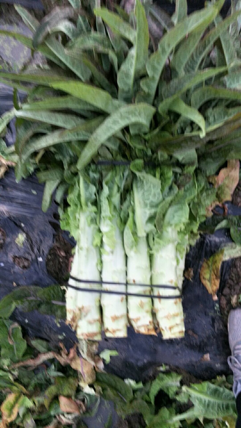 莴笋，中国地理标志产品。